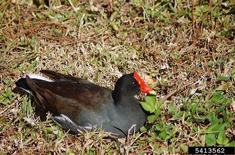 common moorhen - Gallinula chloropus - NatureWorks