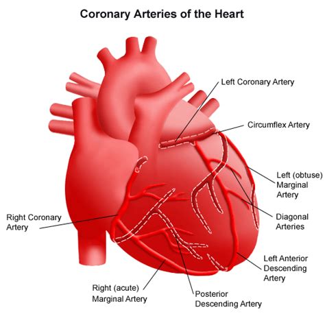 Coronary Artery Function