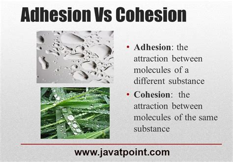 Adhesion vs Cohesion: What's the Difference? - javatpoint | Adhesive ...