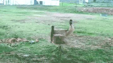 Best emu GIFs - Primo GIF - Latest Animated GIFs