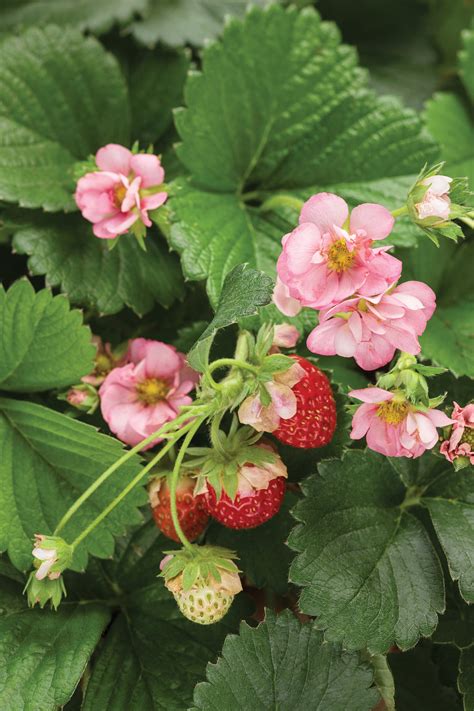 Berried Treasure® Pink - Strawberry - Fragaria ananassa | Proven Winners