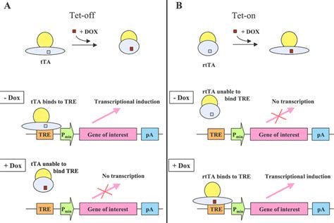 The Tet system. The Tet system can be used to conditionally activate ...