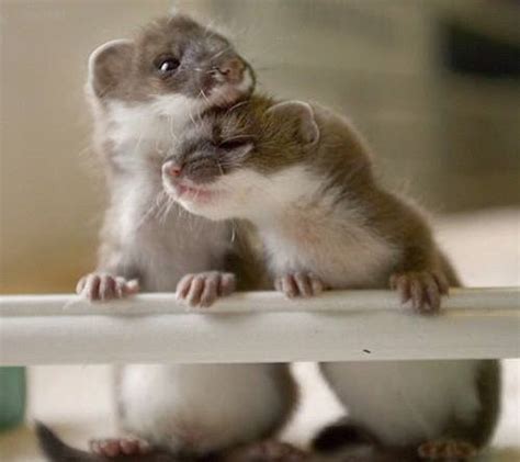 Baby Weasels Will Weasel Their Way Into Your Heart! | Baby Animal Zoo