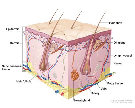 Skin Cancer Screening - NCI