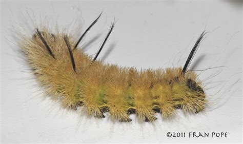 American Dagger Moth Acronicta americana (Harris, 1841) | Butterflies ...