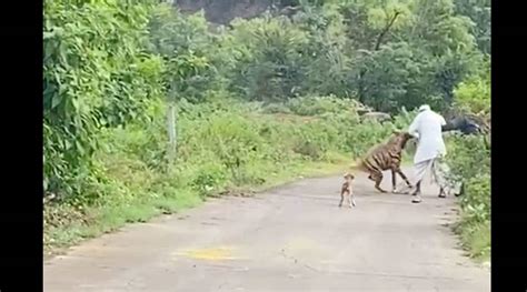 Maharashtra forest department increases vigil after hyena attacks two ...