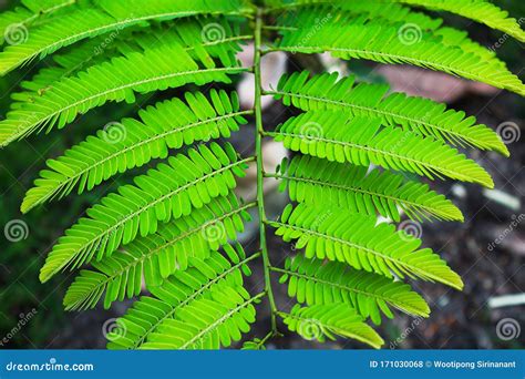 The Pinnately Compound Leaves Of Cycas Siamensis Plant With Water ...