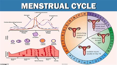 Lecture 36 Biology Class 12th: Menstrual Cycle (Female Reproductive ...