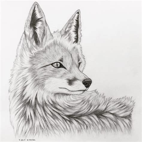 Fox Realism Pencil Sketch by Nostalga on DeviantArt