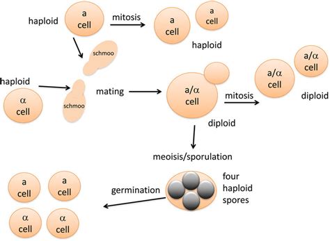 A simplified life cycle diagram of laboratory budding yeast. Haploid ...