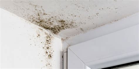 How To Remove Black Mold! | HouseCheck Environmental Services