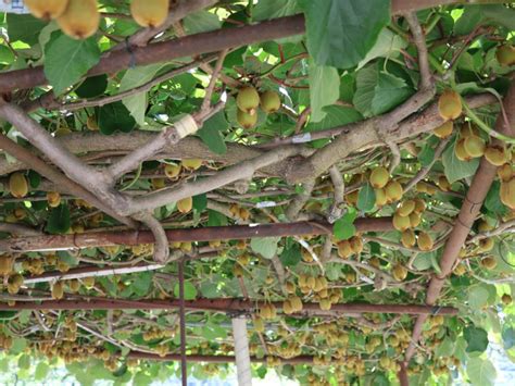 Pruning Overgrown Kiwi Vines - How To Prune Kiwi An Overgrown Kiwi