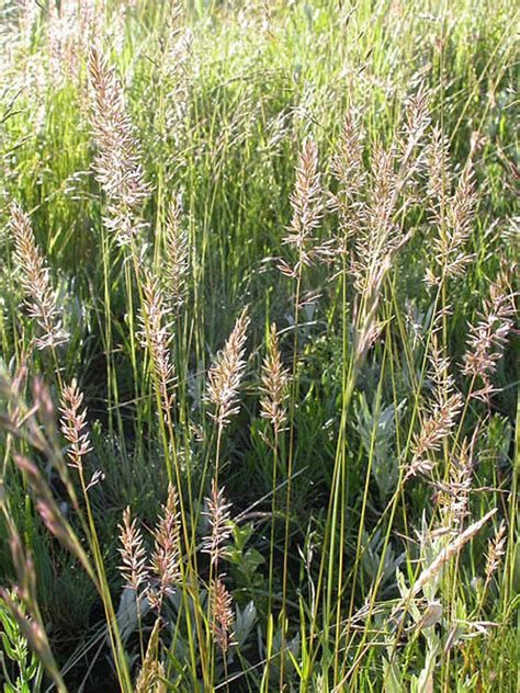 400 COMMON JUNEGRASS June Grass Crested Hair Ornamental | Etsy