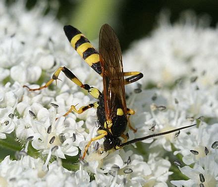 Ichneumonidae | Wiki | Everipedia