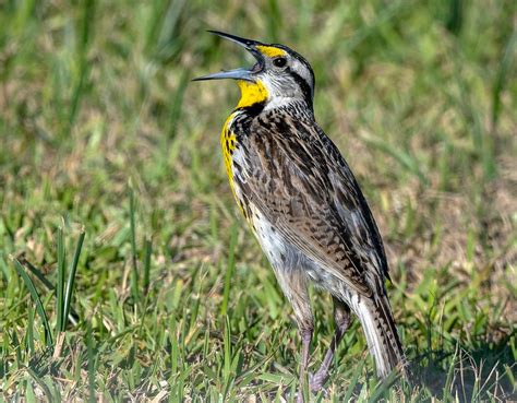 Eastern Meadowlark - eMuseum of Natural History