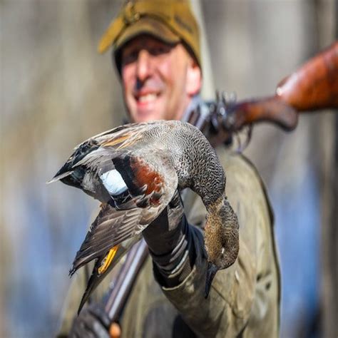 Gadwall Species Info & Hunting - Ramsey Russell's GetDucks.com