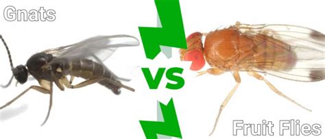 Gnats vs Fruit Flies: 4 Key Differences - IMP WORLD