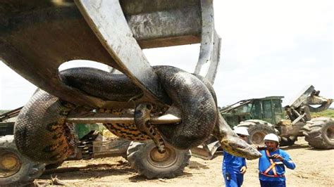 A 32.8 feet Anaconda found in Brazil, largest snake in the world ...