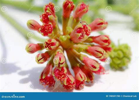 Samanea saman stock photo. Image of foliage, blossom - 198501780