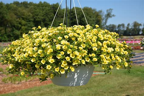 Million Bells Trailing Yellow Calibrachoa (Calibrachoa 'Million Bells ...