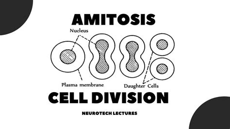 Amitosis Cell Division - YouTube