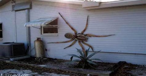 Fact check Angolan Witch Spider in Texas larger to eat dogs - Ayupp ...