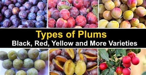 plum varieties | Types of plums, Plum varieties, Plum fruit