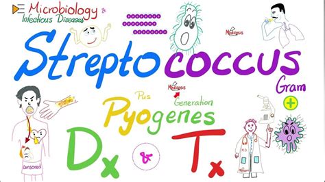 Streptococcus Pyogenes Diagnosis and Treatment | Microbiology 🧫 ...