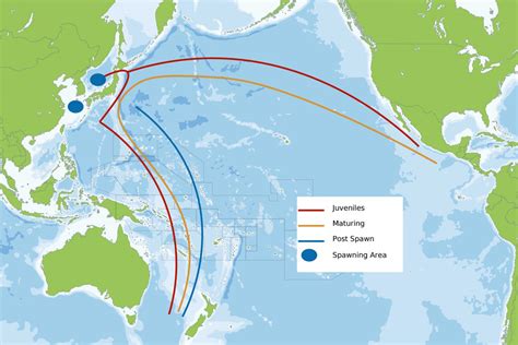 Bluefin Tuna Migration Explained