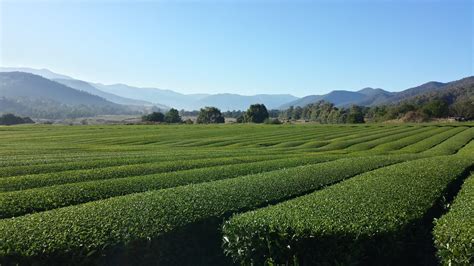 Growing Green Tea in Victoria, Australia · Tea Epicure