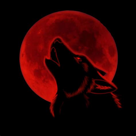 Red Wolf Wallpapers - Top Free Red Wolf Backgrounds - WallpaperAccess