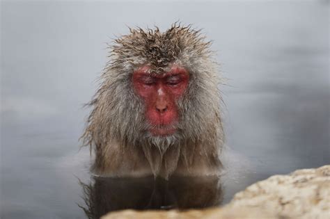 Photos: Japanese Macaque Monkeys Groom Themselves in Hot Spring | TIME