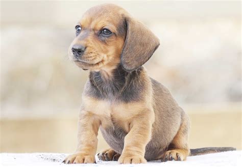 Dachshund Puppies For Sale | Chevromist Kennels Puppies Australia