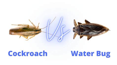 Cockroach vs Water Bug: What's The Difference Between Them? - PestQueen