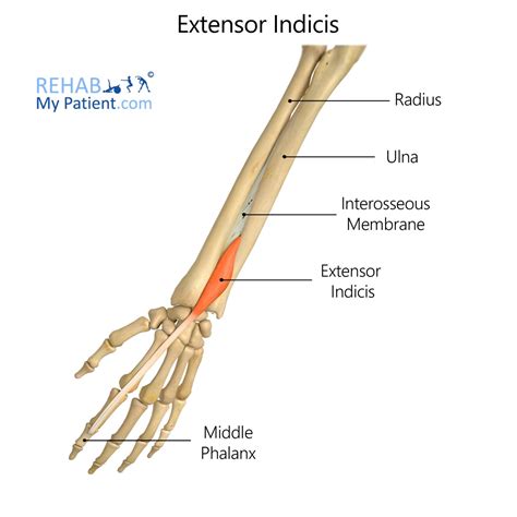 Extensor Indicis Cadaver