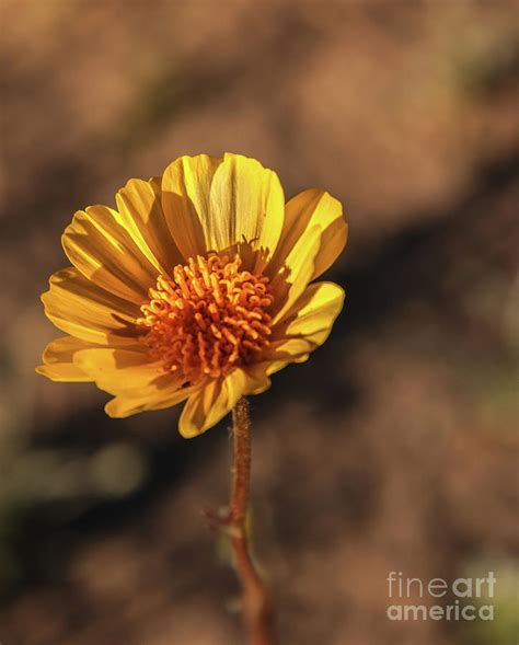 Desert Sunflower #2 Photograph by Robert Bales - Pixels