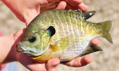 Bluegill - A-Z Animals