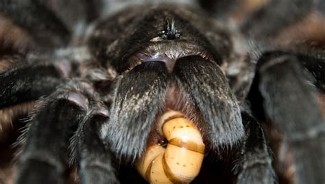 What do Tarantulas Eat? [ULTIMATE GUIDE] – thepetsavvy.com