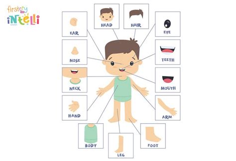 Teach Kids - Human Body Parts Names & Its Functions