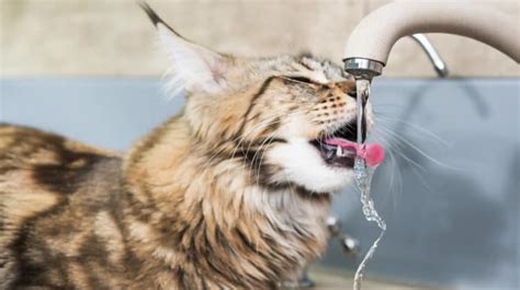 9 Stylish Ceramic Cat Water Fountains (Better Than Plastic Ones)