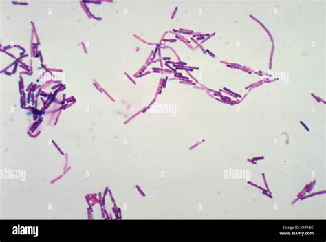 Bacillus Cereus Morphology And Arrangement