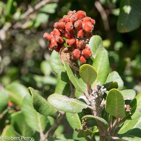 Lemonade berry - Waterwise Garden Planner