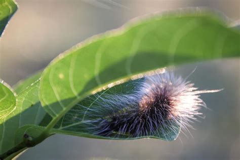 Premium Photo | Close-up of caterpillar on leaf