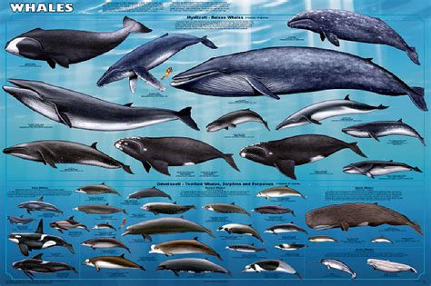 Whales Poster