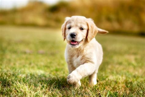 Golden Retriever Names: What to Name Your Golden Puppy