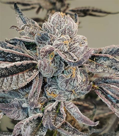 Runtz Feminized Cannabis Seeds