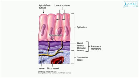 Basal Lamina Vsmembrane