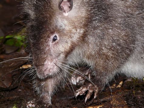 Smithsonian Insider – New species of giant rat discovered in crater of ...