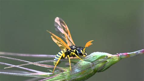 Sawfly (Symphyta) - YouTube