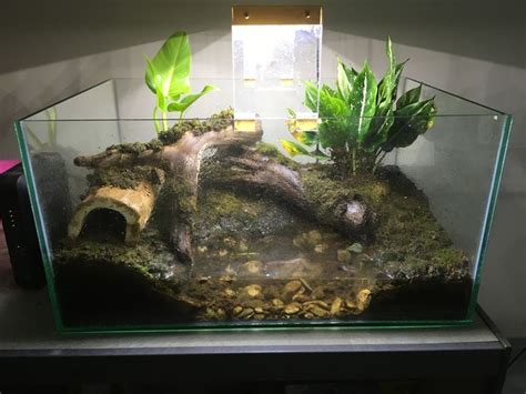 Crocodile skink paludarium | Ikan